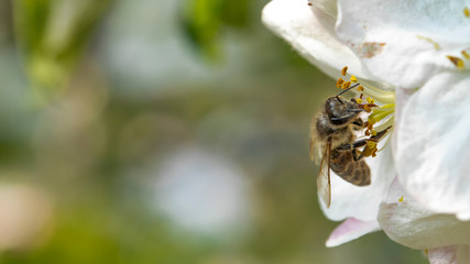 Bee on an apple tree flower. close up
