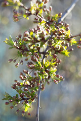 Blooming cherry blossoms on a branch in the garden