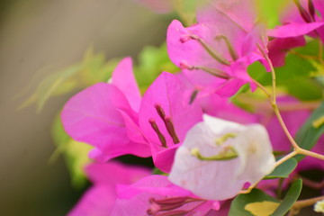 close up of pink and white flower