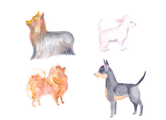 set of small dogs, spitz, toy terrier, chihuahua. watercolor can be used for printing on fabric, clothing, printing on orthotcards, booklets, web