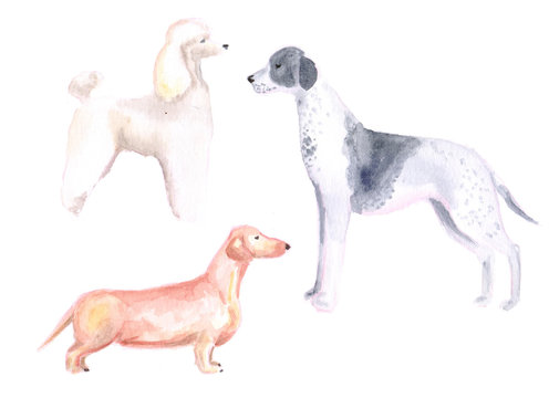 set of medium dogs, poodle, spaniel, dachshund. watercolor can be used for printing on fabric, clothing, printing on orthotcards, booklets, web