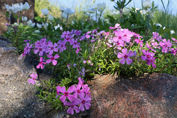 Pink Phlox subulata on stone flower bed, spring flowers. 