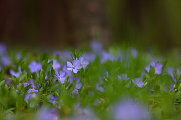 flower meadow in the forest. periwinkle flowers close-up.