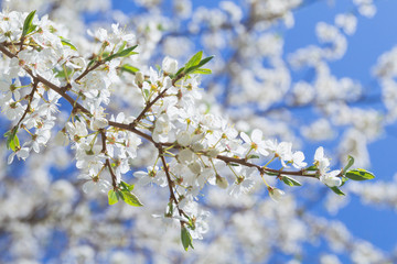 Beautiful spring white flowering tree branching and blue sky. Blur background.