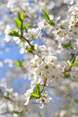 Beautiful spring white flowering tree branching and blue sky. Blur background.