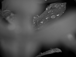 Gouttes d'eau n&b