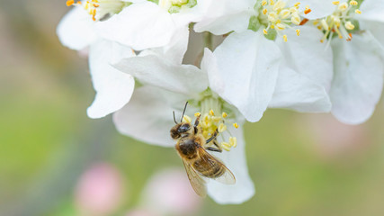 Bee on an apple tree flower. close up
