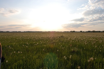 beautiful sunny sunset in the field with grass and spikelets