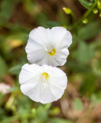 White flowers. Calystegia sepium.