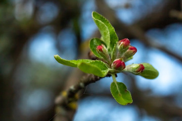 Obraz na płótnie Canvas close up of red flower apple tree
