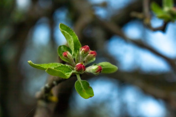 close up of red flower apple tree