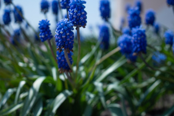 blue flowers in the grass closeup MUSCARI Mouse hyacinth
