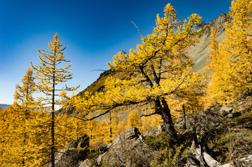 Magnificent panoramic view of the mountain landscape of the autumn Altai. Wooded slopes of larch trees on a clear day.