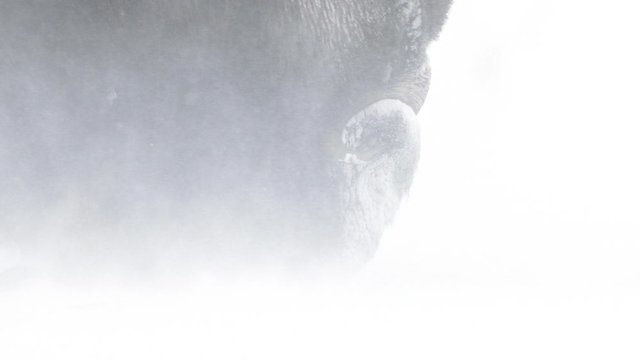 A video of a muskox in tha snow