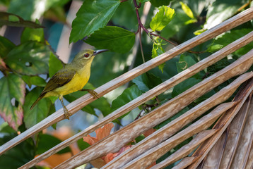Plain-throated Sunbird - Anthreptes malacensis, beautiful collored sunbird from Southeast Asian gardens and woodlands, Pangkor island, Malaysia. 