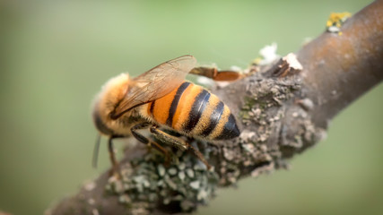 Abstract defocus, background, bee on a tree branch, closeup