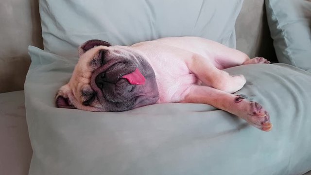 Pug dog having a siesta an resting in bed on a pillow on his back , tongue sticking out looking very funny with funny snoring sound.