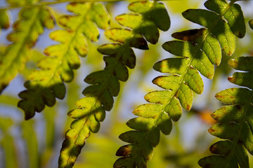 Fototapeta na wymiar green fern leaf