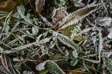 Hoarfrost on the grass.