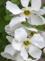 White spring blossom