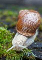 Land snail on the moss.