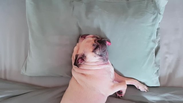 Pug dog having a siesta an resting in bed on a pillow on his back , tongue sticking out looking very funny with funny snoring sound.