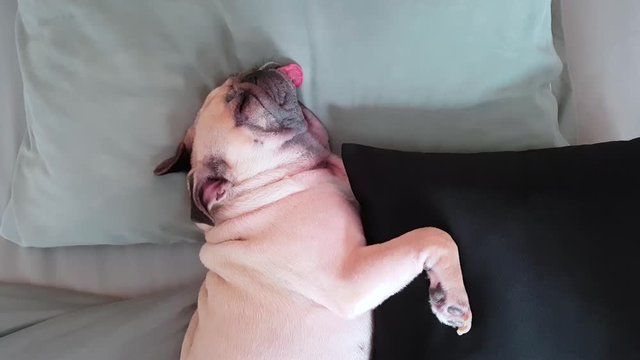 Pug dog having a siesta an resting in bed on a pillow on his back , tongue sticking out looking very funny with funny snoring sound.