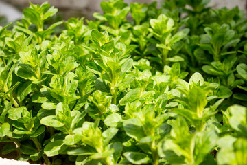 Fototapeta na wymiar close up of fresh green parsley
