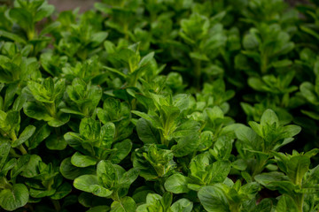 close up of fresh green parsley