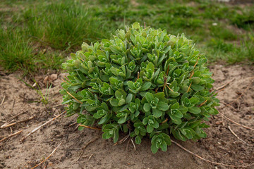 green plant in the garden