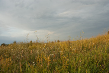 beautiful sunny sunset in the field with grass and spikelets
