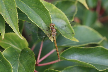 Große Libelle am Kiwiblatt