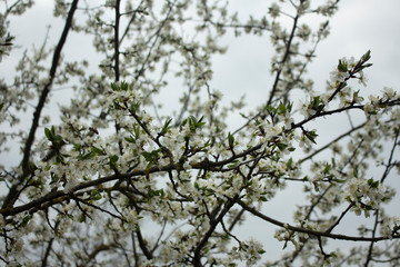 tree branches against blue sky cherry spring
