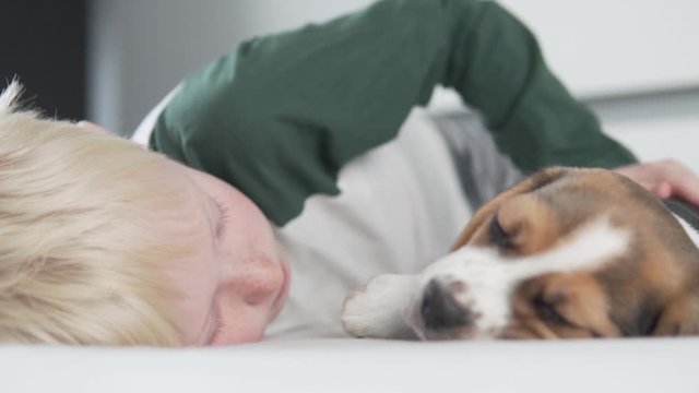 A blond boy caresses a little beagle puppy in bed.