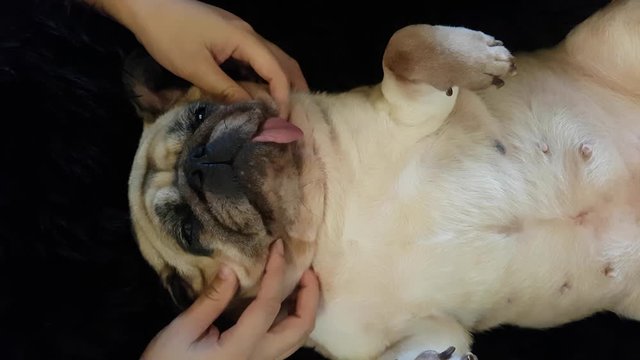 Woman owner giving face massage to a cute puppy pug dog that sleep lie supine at her leg.