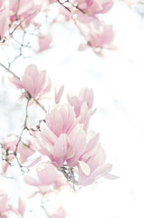 Magnolia avec les fleures rose pastel