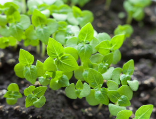 Growing the basil.