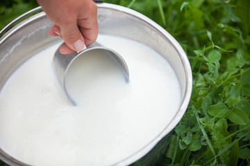 Scooping milk with metal mug.