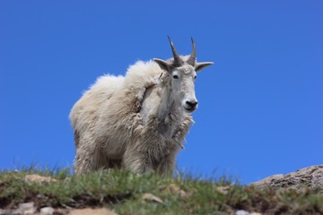 Obraz premium mountain goat