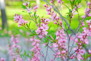 Pink almond flowers close-up on a green background bloom in spring