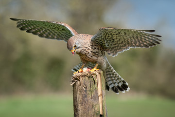 A captive kestrel, Falco tinnunculus, with wings out spread landing on an old wooden post. It has...