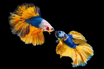  Het ontroerende moment mooi van gele en blauwe siamese betta vis of fancy betta splendens vechten vis in thailand op geïsoleerde zwarte achtergrond. Thailand noemde Pla-kad of halve maan bijtende vis. © Soonthorn