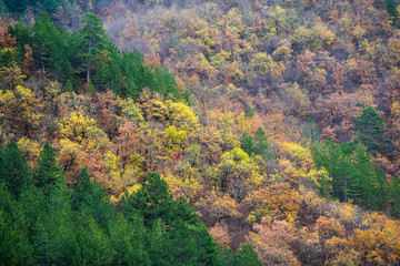 Colorful forest trees in autumn