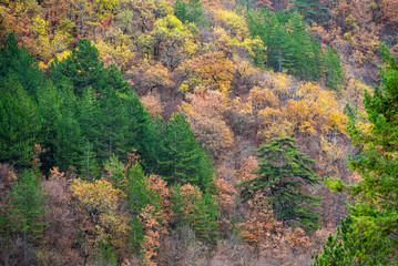 Colorful forest trees in autumn