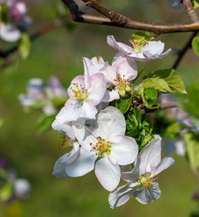 Beautiful flowers on the apple tree, flowering fruits of apples in spring.