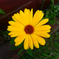 a single yellow simple flower