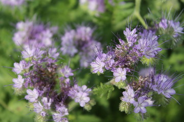 close up of lavender flowers