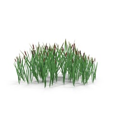 Photorealistic highly detailed 3D visualization of the Bulrush. 3D render.