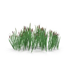 Photorealistic highly detailed 3D visualization of the Bulrush. 3D render.
