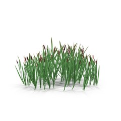 Photorealistic highly detailed 3D visualization of the Bulrush. 3D render.